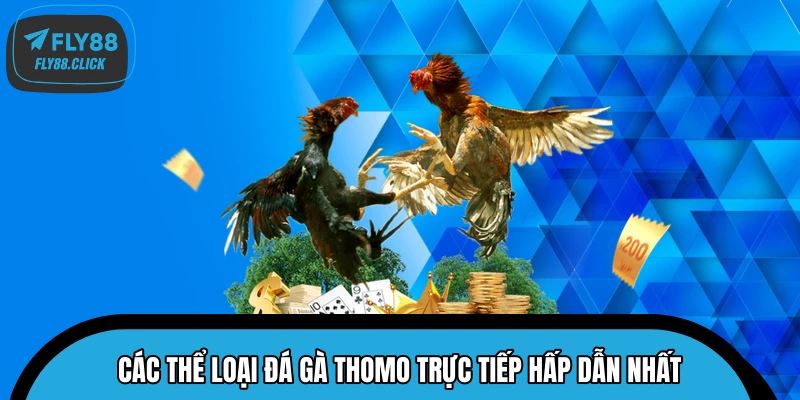 Các thể loại đá gà Thomo trực tiếp hấp dẫn nhất Các thể loại đá gà Thomo trực tiếp hấp dẫn nhất