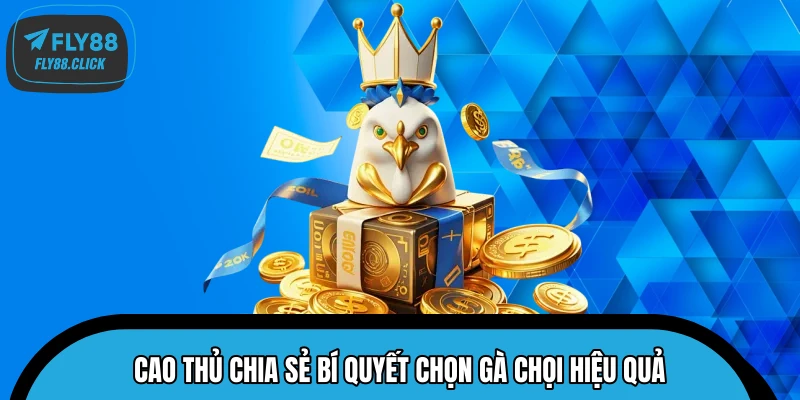 Cao thủ chia sẻ bí quyết chọn gà chọi hiệu quả Cao thủ chia sẻ bí quyết chọn gà chọi hiệu quả