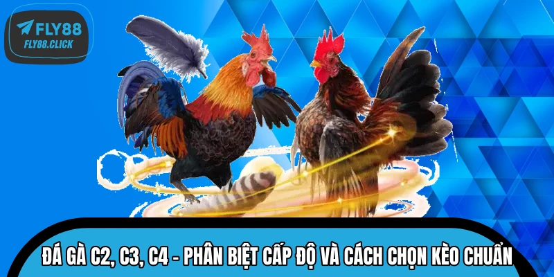 Giải mã khái niệm các cấp độ giải đấu đá gà C2, C3, C4 Giải mã khái niệm các cấp độ giải đấu đá gà C2, C3, C4