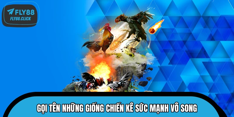 Gọi tên những giống chiến kê sức mạnh vô song Gọi tên những giống chiến kê sức mạnh vô song