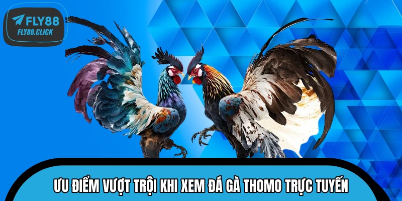 Ưu điểm vượt trội khi xem đá gà Thomo trực tuyến Ưu điểm vượt trội khi xem đá gà Thomo trực tuyến